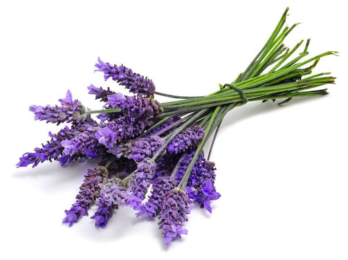 Lavender Essential Oil - 150ML - SyraSkins Pte. Ltd.