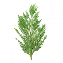 Cypress Essential Oil 30ML - SyraSkins Pte. Ltd.