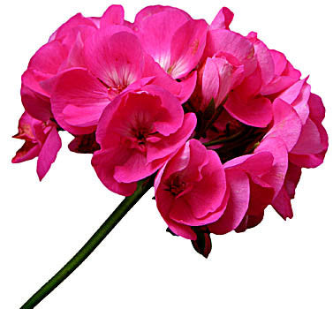 Geranium Essential Oil 30ML - SyraSkins Pte. Ltd.