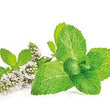 Spearmint Essential Oil - SyraSkins Pte. Ltd.