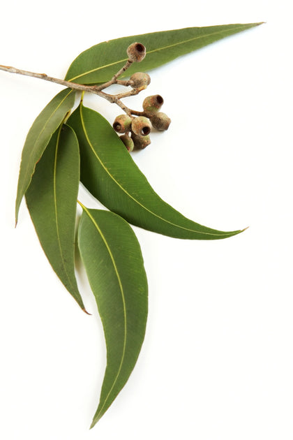PURE ESSENTIAL OILS