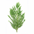 Cypress Essential Oil 30ML - SyraSkins Pte. Ltd.