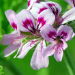 Rose Geranium Essential Oil 30ML - SyraSkins Pte. Ltd.