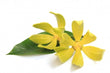 Ylang Ylang Essential Oil - 150ML - SyraSkins Pte. Ltd.