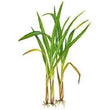 Citronella Essential Oil - 150ML - SyraSkins Pte. Ltd.