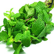 Peppermint Essential Oil 30ML - SyraSkins Pte. Ltd.
