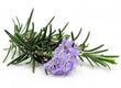 Rosemary Essential Oil 30ML - SyraSkins Pte. Ltd.