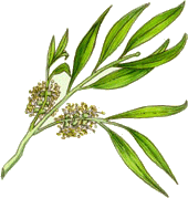 Tea Tree Essential Oil 30ML - SyraSkins Pte. Ltd.