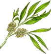 Tea Tree Essential Oil - 150ML - SyraSkins Pte. Ltd.